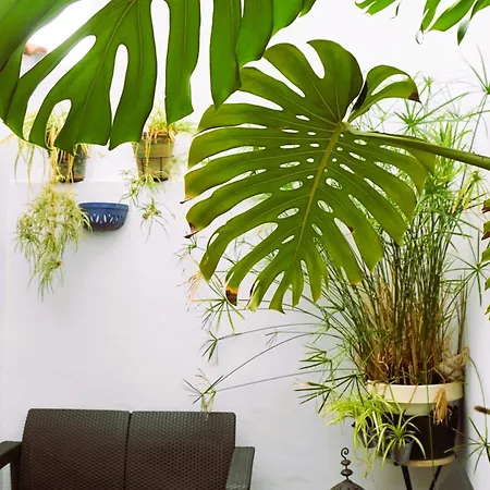 Impluvium Appartement *
